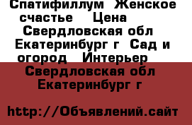 Спатифиллум (Женское счастье) › Цена ­ 300 - Свердловская обл., Екатеринбург г. Сад и огород » Интерьер   . Свердловская обл.,Екатеринбург г.